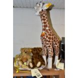 TWO CENTENARY COLLECTION STEIFF TEDDIES AND A STEIFF TIERLEBEN GIRAFFE, Giraffe 50 - 068089 with