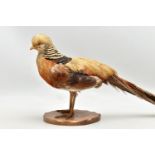 TAXIDERMY- A GOLDEN PHEASANT, mounted as standing on an oak base, height 29cm x overall length