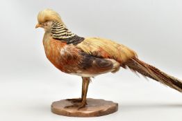 TAXIDERMY- A GOLDEN PHEASANT, mounted as standing on an oak base, height 29cm x overall length