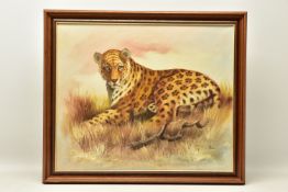 REX (20TH CENTURY), study of a recumbent leopard in the Savannah, oil on canvas, approximate size