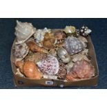 ONE BOX OF SEA SHELLS, to include over fifty assorted sea shells, Triton, Conch, etc, seven large