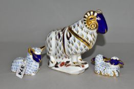 THREE ROYAL CROWN DERBY SHEEP PAPERWEIGHTS, comprising Ram height 14cm, Lamb height 8.5cm, and