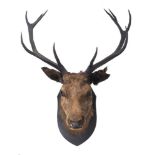 A taxidermy deer head, 20th century, with five-point antlers mounted on an ebonised pine shield,