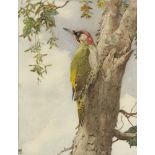 Winifred Austen RE RI, British 1876-1964 - Woodpecker; watercolour on paper, signed with monogram