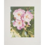 Sir Peter Blake CBE RDI RA, British b.1932- Dog Rose, 2005; screenprint in colours on wove, signed