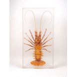 A lobster set in acrylic, modern, 62cm high, 32cm wide, 10cm deepPlease refer to department for