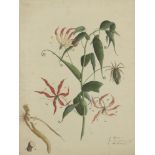 British School, 18th Century- Botanical study; bodycolour on paper, lettered and inscribed with a