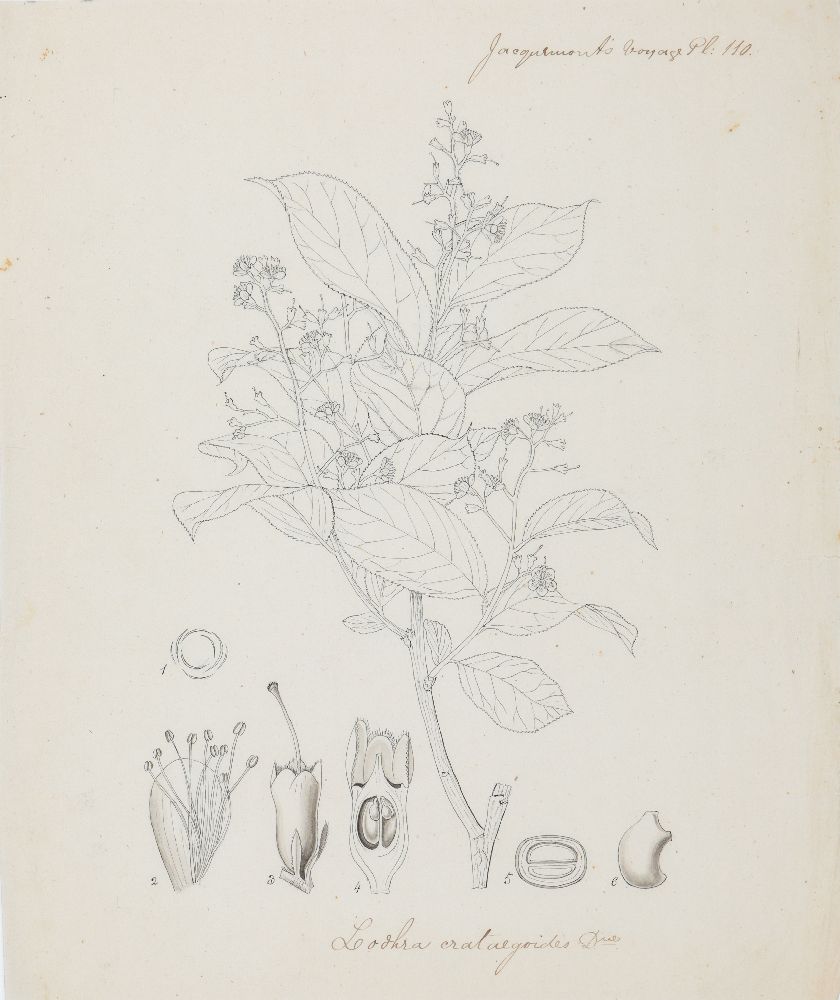An important archive of Indian botanical watercolours, drawings, letters and notes