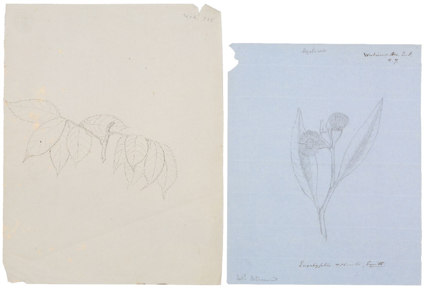 An important archive of Indian botanical watercolours, drawings, letters and notes - Image 37 of 48