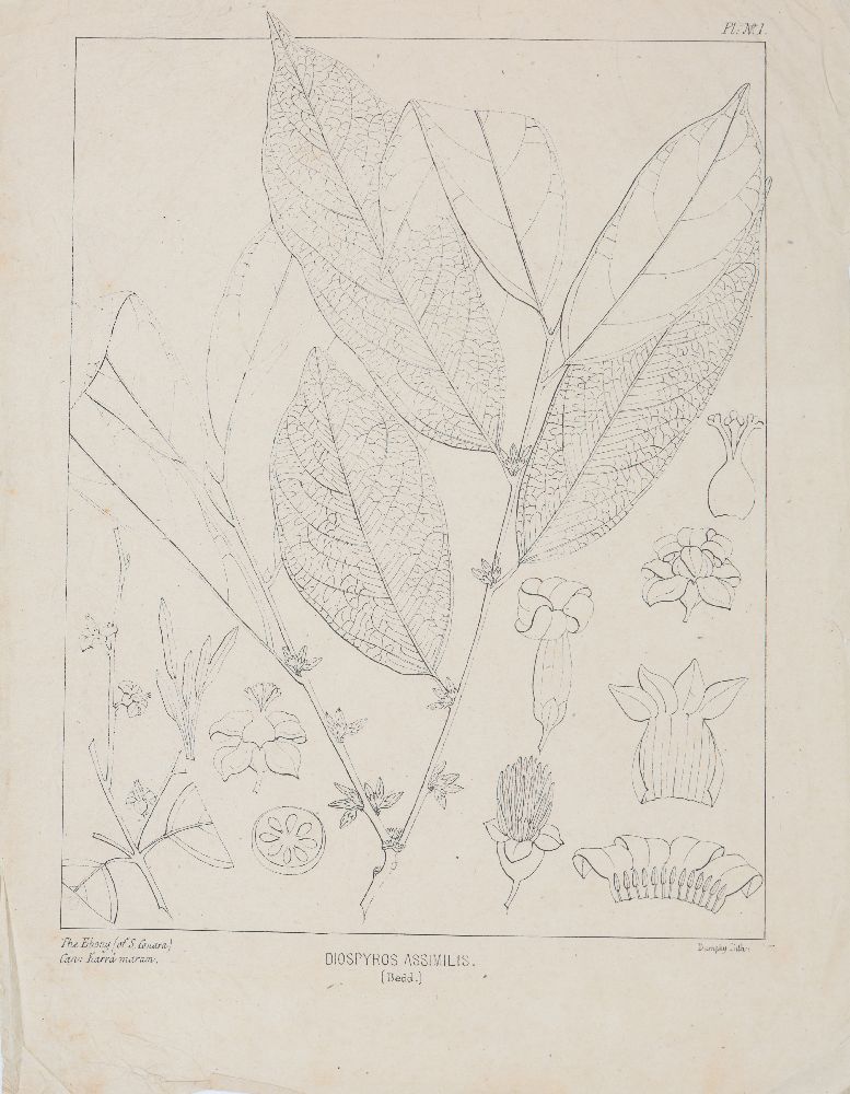 An important archive of Indian botanical watercolours, drawings, letters and notes - Image 28 of 48