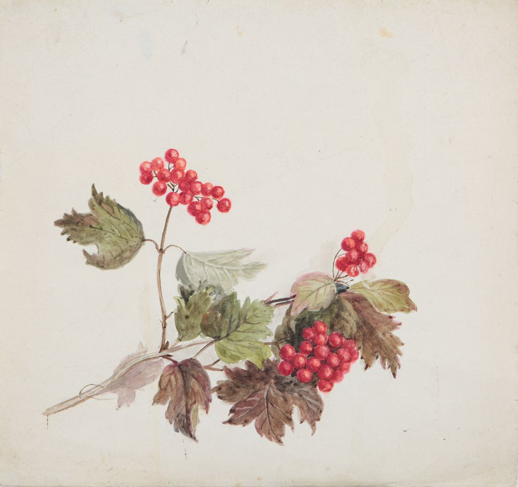 An important archive of Indian botanical watercolours, drawings, letters and notes - Image 35 of 48