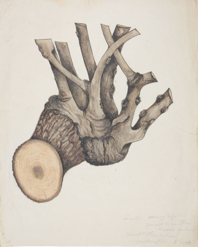 An important archive of Indian botanical watercolours, drawings, letters and notes - Image 4 of 48