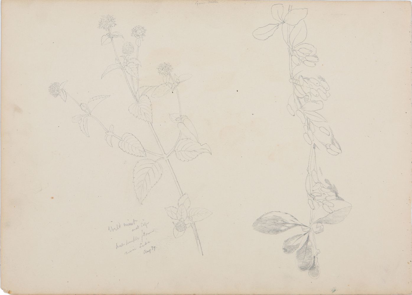 An important archive of Indian botanical watercolours, drawings, letters and notes - Image 25 of 48