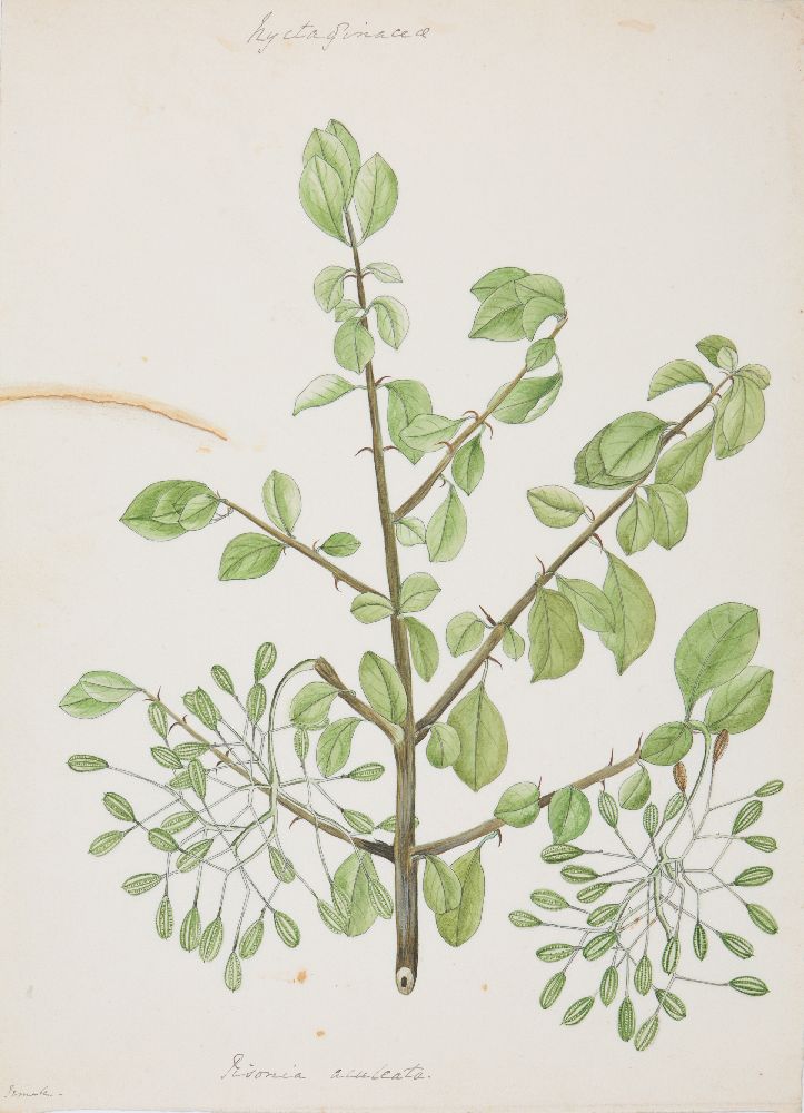 An important archive of Indian botanical watercolours, drawings, letters and notes - Image 19 of 48