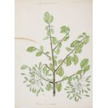 An important archive of Indian botanical watercolours, drawings, letters and notes
