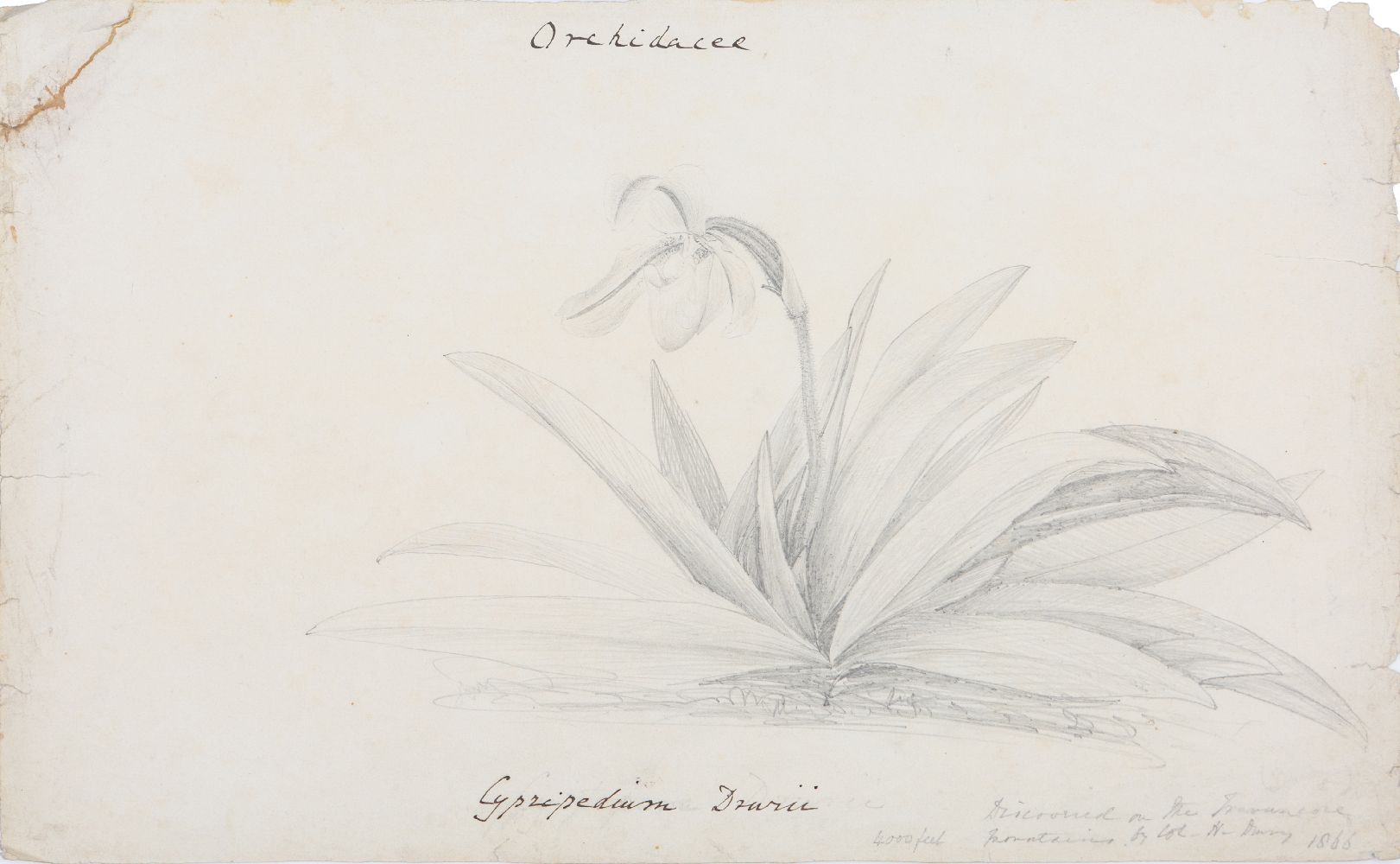 An important archive of Indian botanical watercolours, drawings, letters and notes - Image 29 of 48