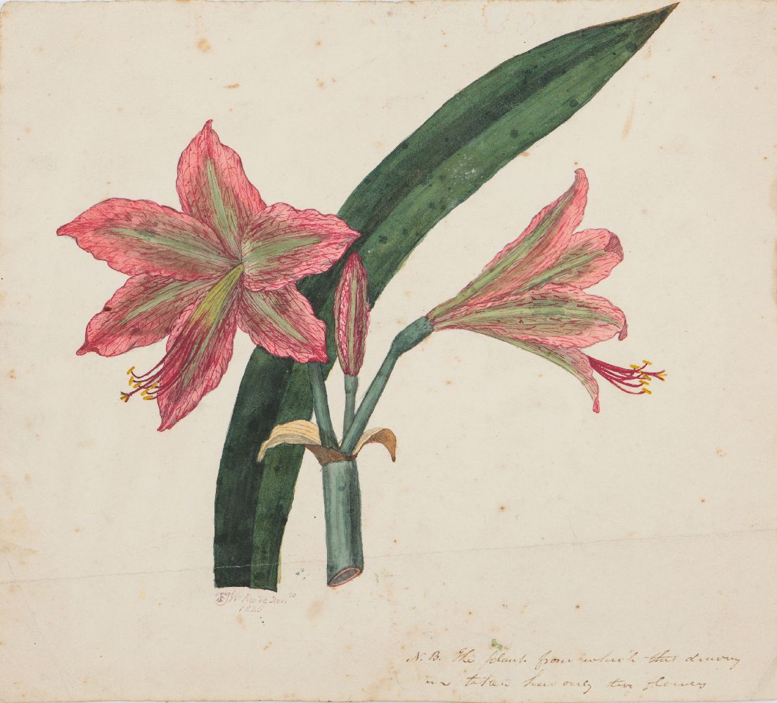 An important archive of Indian botanical watercolours, drawings, letters and notes - Image 38 of 48