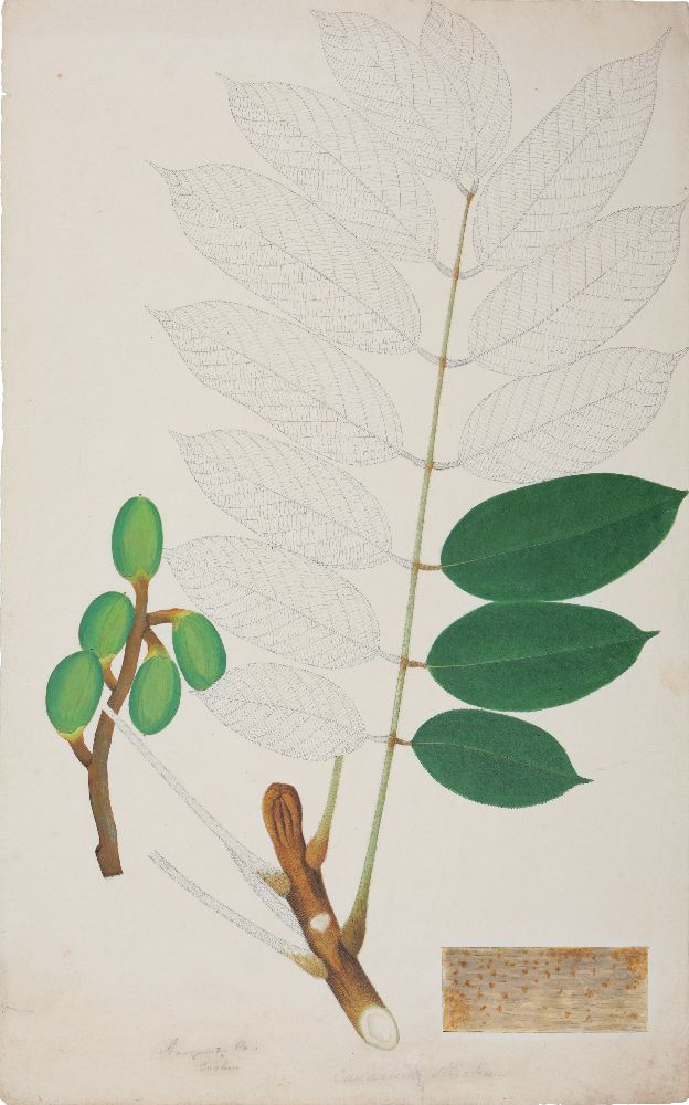 An important archive of Indian botanical watercolours, drawings, letters and notes - Image 15 of 48