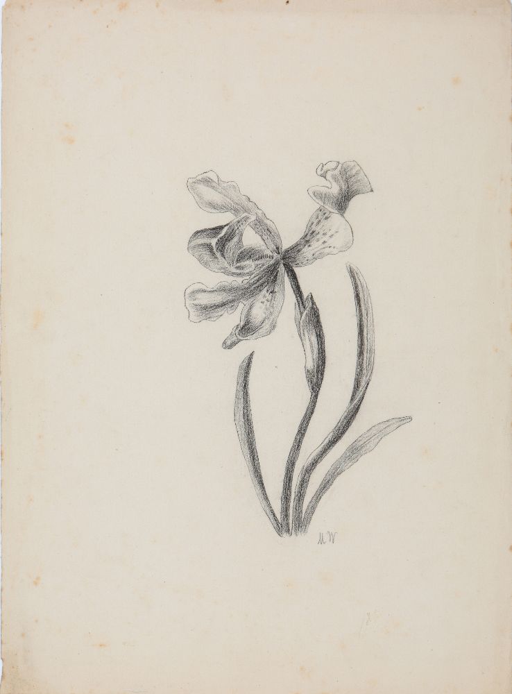 An important archive of Indian botanical watercolours, drawings, letters and notes - Image 31 of 48