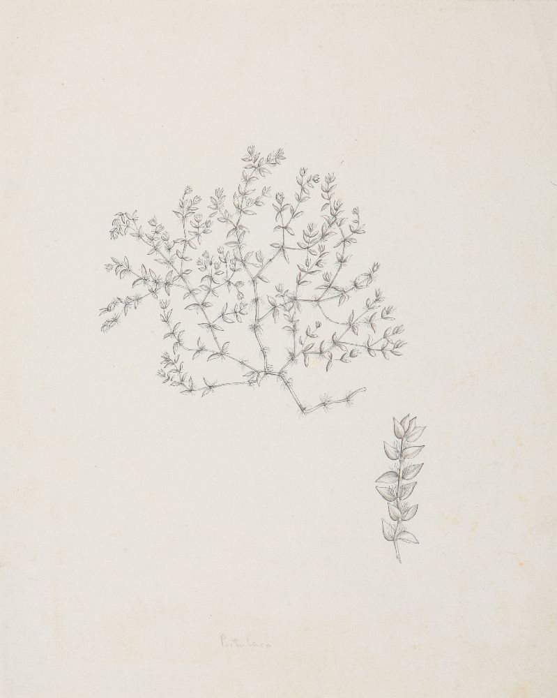 An important archive of Indian botanical watercolours, drawings, letters and notes - Image 40 of 48