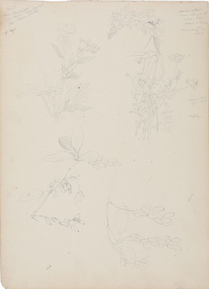 An important archive of Indian botanical watercolours, drawings, letters and notes - Image 24 of 48