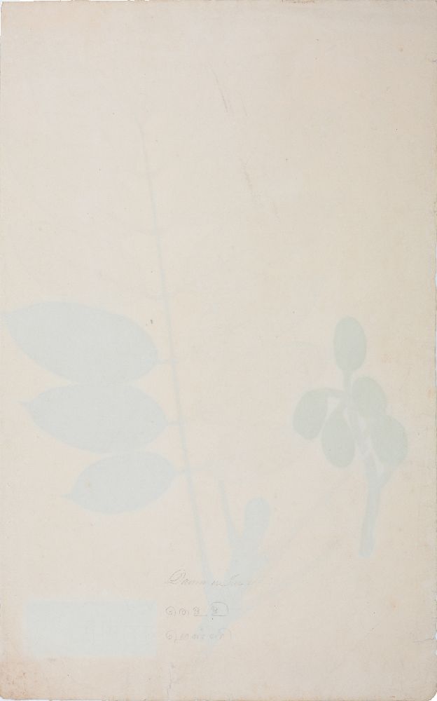 An important archive of Indian botanical watercolours, drawings, letters and notes - Image 16 of 48