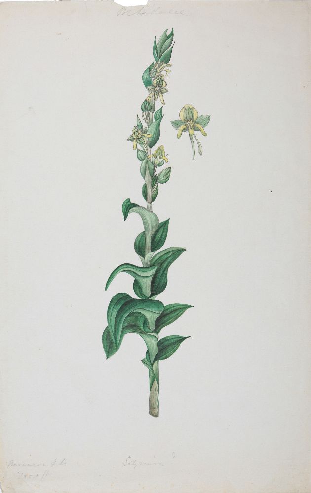An important archive of Indian botanical watercolours, drawings, letters and notes - Image 17 of 48
