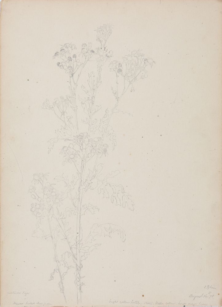 An important archive of Indian botanical watercolours, drawings, letters and notes - Image 20 of 48