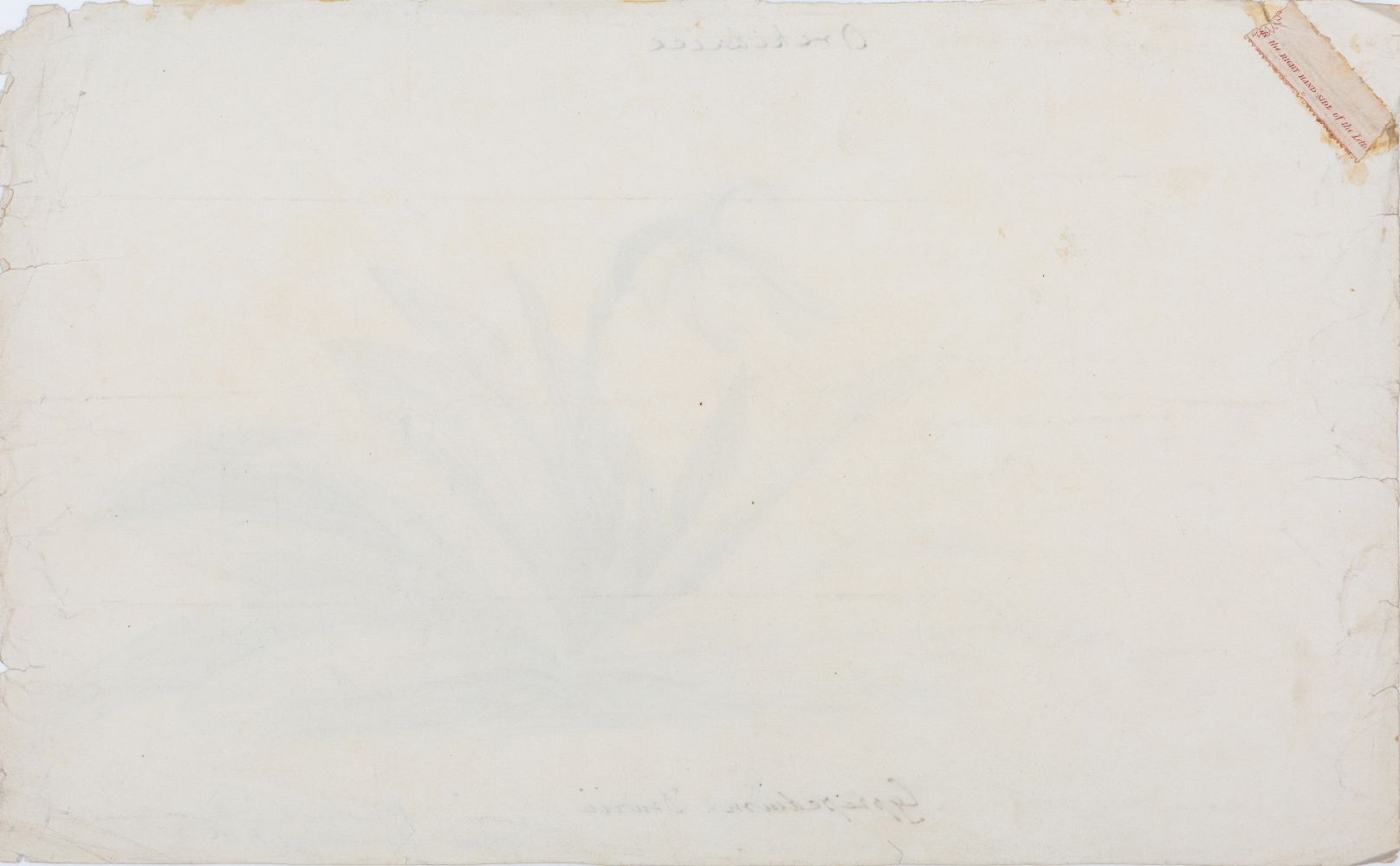 An important archive of Indian botanical watercolours, drawings, letters and notes - Image 30 of 48