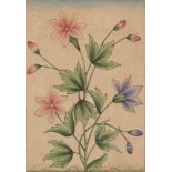 A study of flowering plant, India, 19th century, opaque pigments on paper, the leafy stem with two