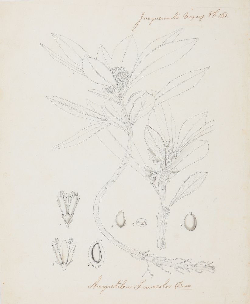 An important archive of Indian botanical watercolours, drawings, letters and notes - Image 32 of 48