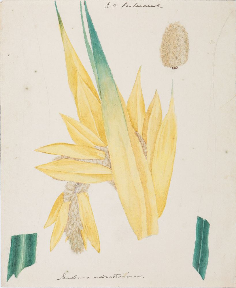 An important archive of Indian botanical watercolours, drawings, letters and notes - Image 36 of 48