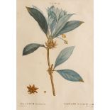 After Pierre-Joseph Redoute, French 1759-1840- Illicium floridanum, Badiane de la floride pag 190;