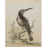 British School, mid-late 18th century- The Black and White Kingfisher; pencil, pen and black ink and