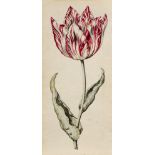 Dutch School, late 18th / early 19th century- Study of a tulip; watercolour on laid paper, 27.6 x
