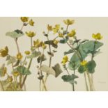 John Sergeant, British 1937-2010 - Kingcups; watercolour and pen and ink on paper, signed lower