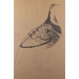 Mary Fedden OBE RA RWA, British 1915-2012 - Partridge, 1969; pencil on paper, signed and dated lower