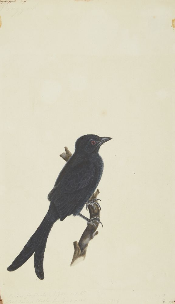 A Crested Drongo, Calcutta, Company School, circa 1800, collector's seal in Persian on verso: 'The