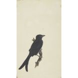 A Crested Drongo, Calcutta, Company School, circa 1800, collector's seal in Persian on verso: 'The