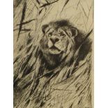 Wilhelm Friedrich Karl Kuhnert, German 1865-1926- Lion; signed and numbered 8-60 in pencil, dated