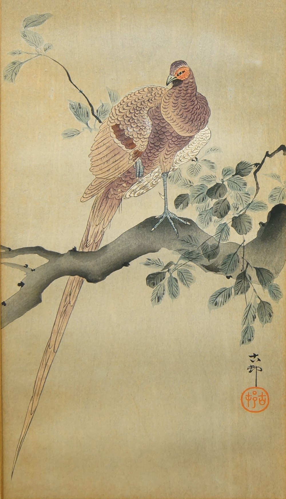 After Ohara Koson, Japanese, 1877-1945, a watercolour painting of a copper pheasant perching on a