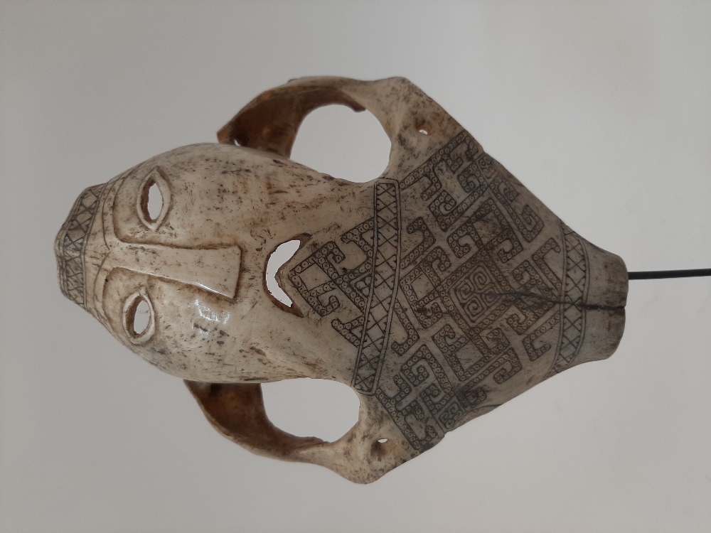An Indonesian Belu-Atoni cow skull mask, late 19th / 20th century, with carved mouth and eyes and - Image 2 of 6