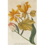 British School, late 18th/early 19th century- Illustrations of tulips; hand-coloured engravings,