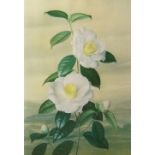 After Paul Osborne Jones, Australian 1921-1998- Floral illustrations; offset lithographs, two,