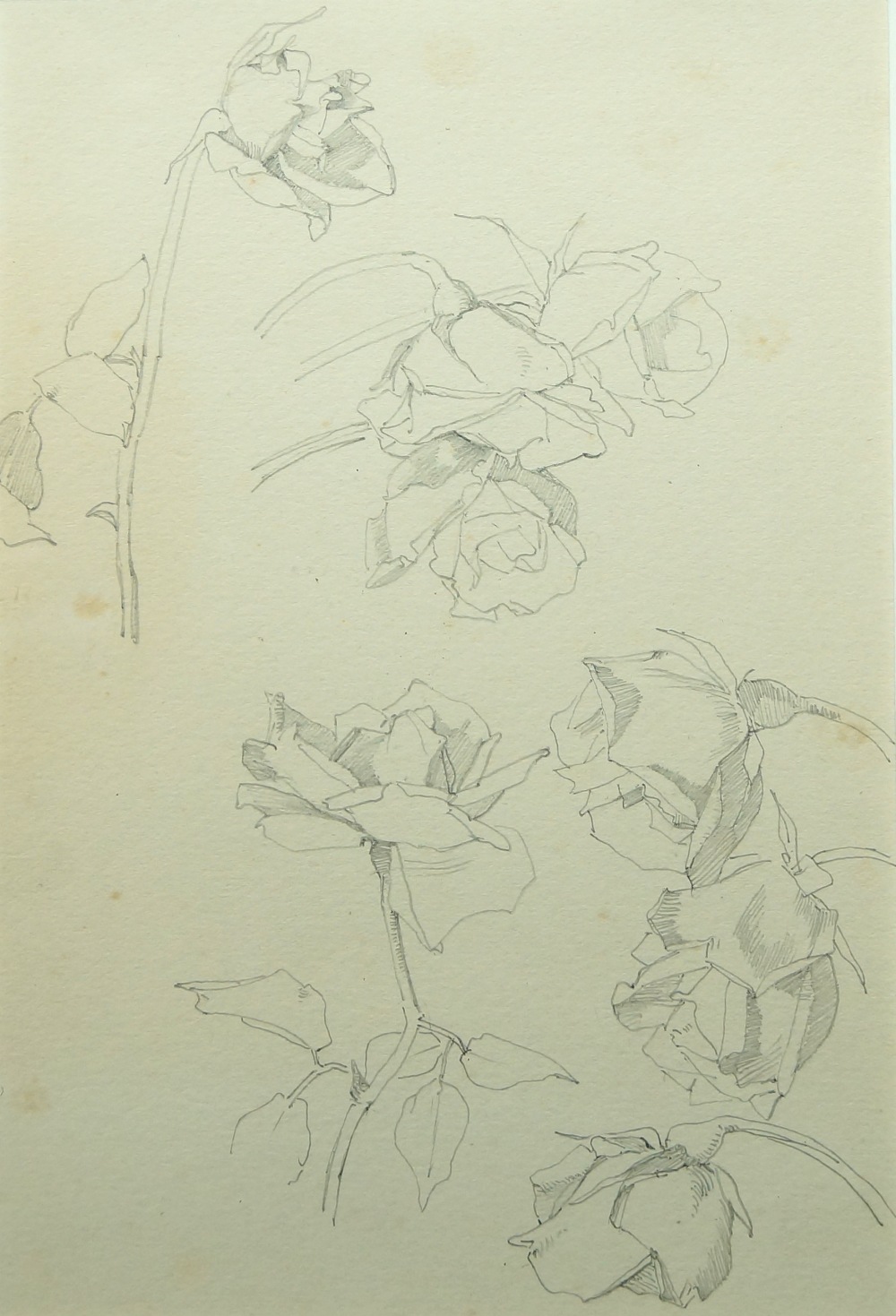 Harry Bush, ROI, British 1883-1957- London Ash; grey and coloured pencil on paper, signed with - Image 11 of 11