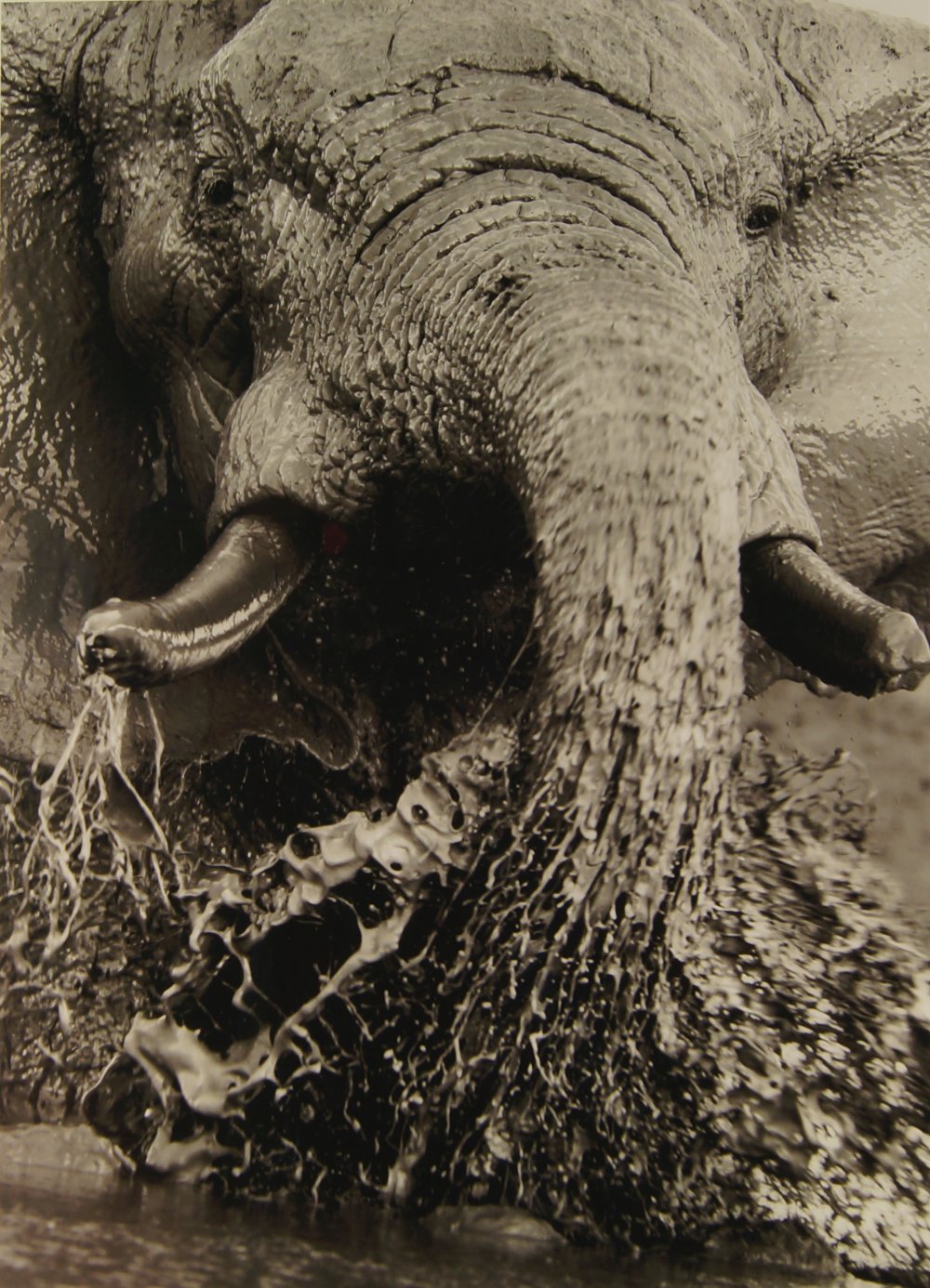 Steve Bloom, South African b.1953- Elephant Splashing, Savuti, Botswana, 2005; archival pigment