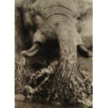 Steve Bloom, South African b.1953- Elephant Splashing, Savuti, Botswana, 2005; archival pigment