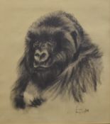 An original charcoal drawing, Gorilla, indistinctly signed and dated 3/98, framed and glazed.