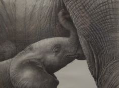GARY HODGES, Baby African Elephant Suckling, limited edition print, numbered 498/850, signed,