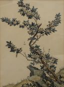 LOUIS DE CHASTILLON (1639-1734) French, Chinese Hawthorn, coloured etching, framed and glazed. 28.